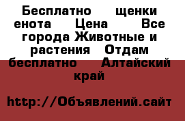 Бесплатно !!! щенки енота!! › Цена ­ 1 - Все города Животные и растения » Отдам бесплатно   . Алтайский край